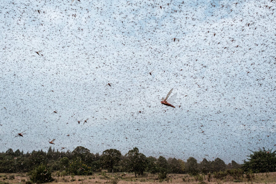 Global Warming Could Drive Locust Outbreaks into New Regions, Study Warns
